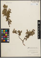 Foto von Salix waldsteiniana Willd.